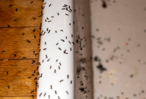 Best Insect Control  in Cordele, GA