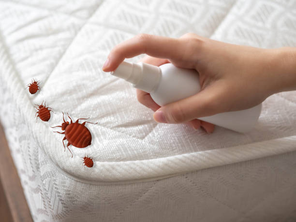 Best Mosquito Control Services  in Cordele, GA