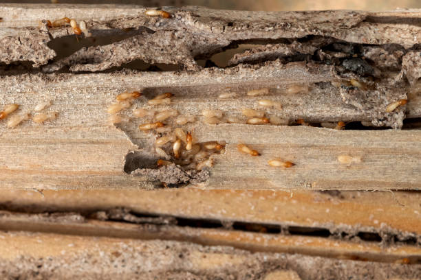 Best Pest Control Near Me in Cordele, GA