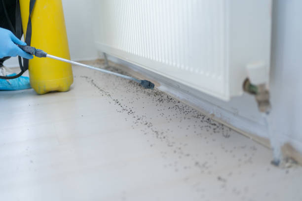 Reliable Cordele, GA Pest Control Solutions