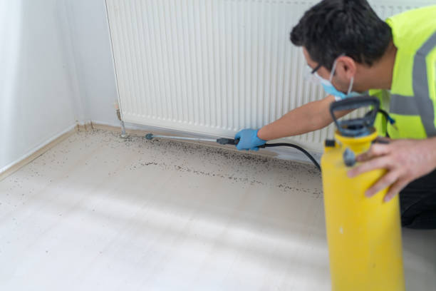Best Wasp Removal Services  in Cordele, GA